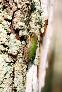Barking Tree Frog on a Cypress photo