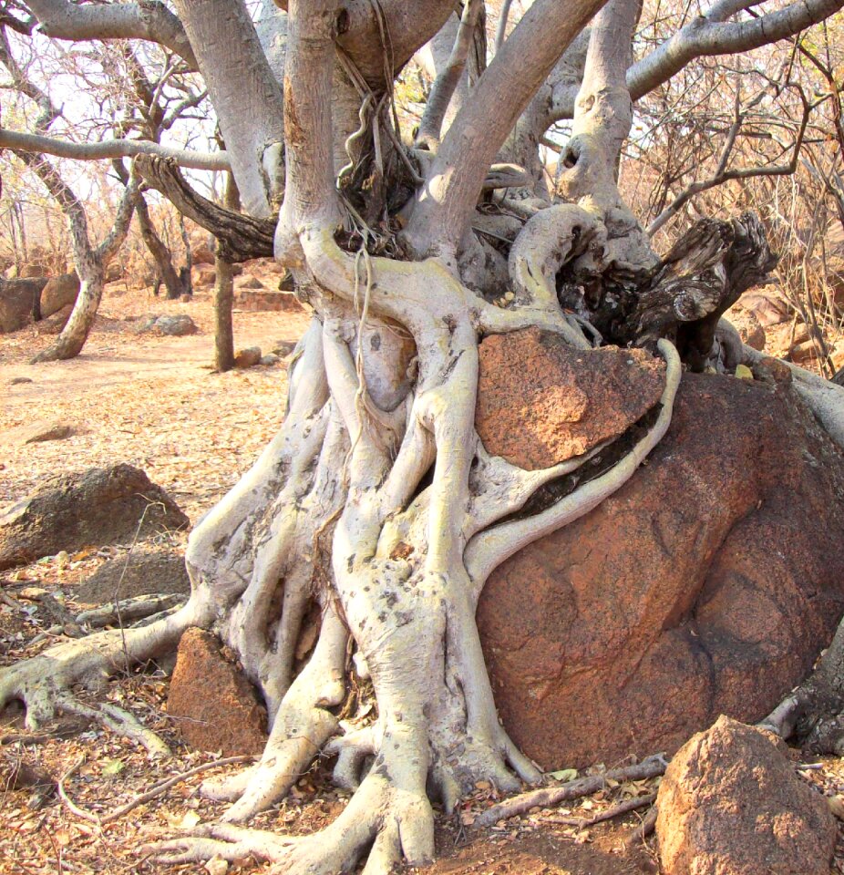 Branches thorn nature