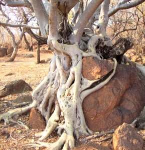 Branches thorn nature