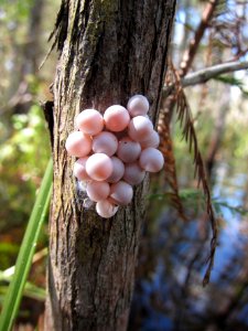 Apple Snail Eggs