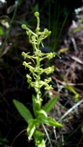 Toothpetal Orchid