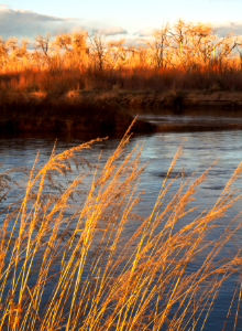 Sunset Grass Bosque
