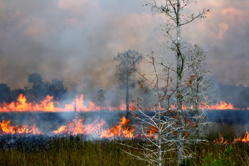 prescribed burn across from HQ
