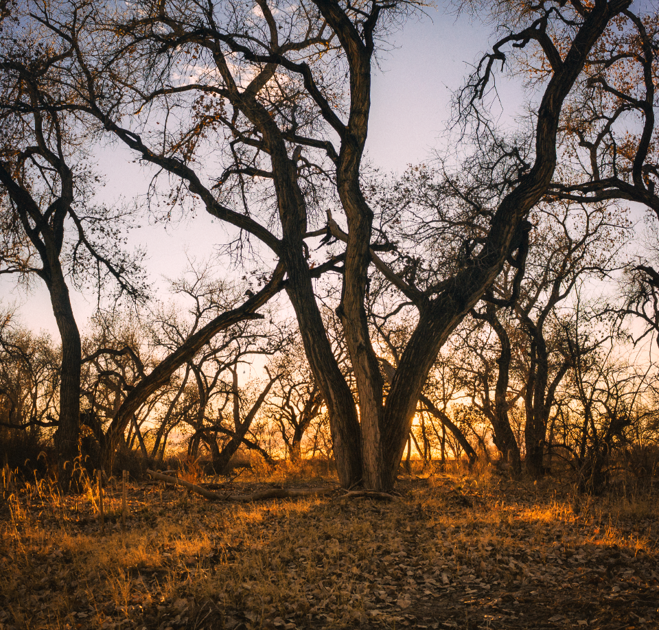 Bosque Corrales photo