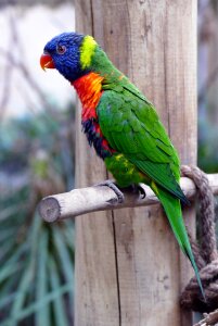 Parrot rainbow colorful photo