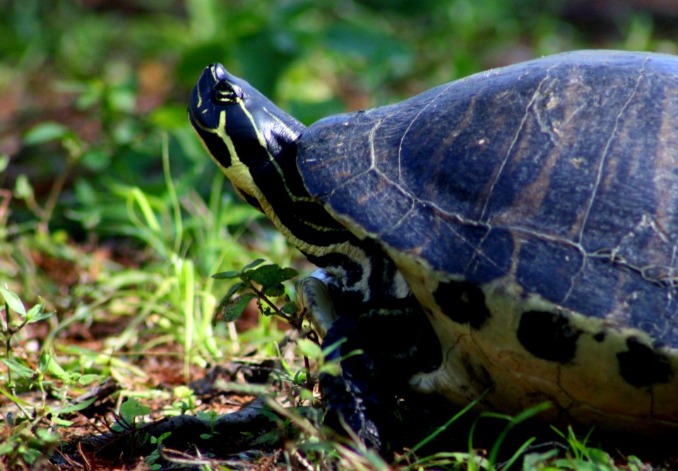 Turtle