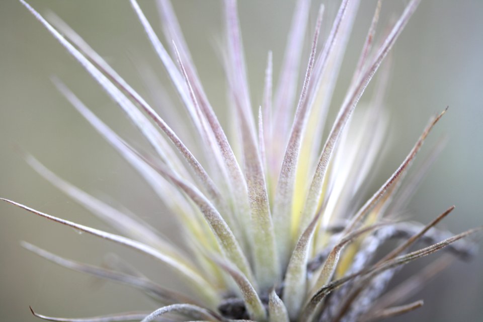 Cardinal Airplant