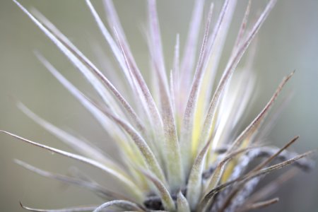 Cardinal Airplant