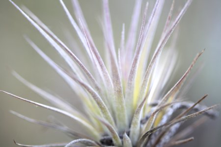 Cardinal Airplant photo