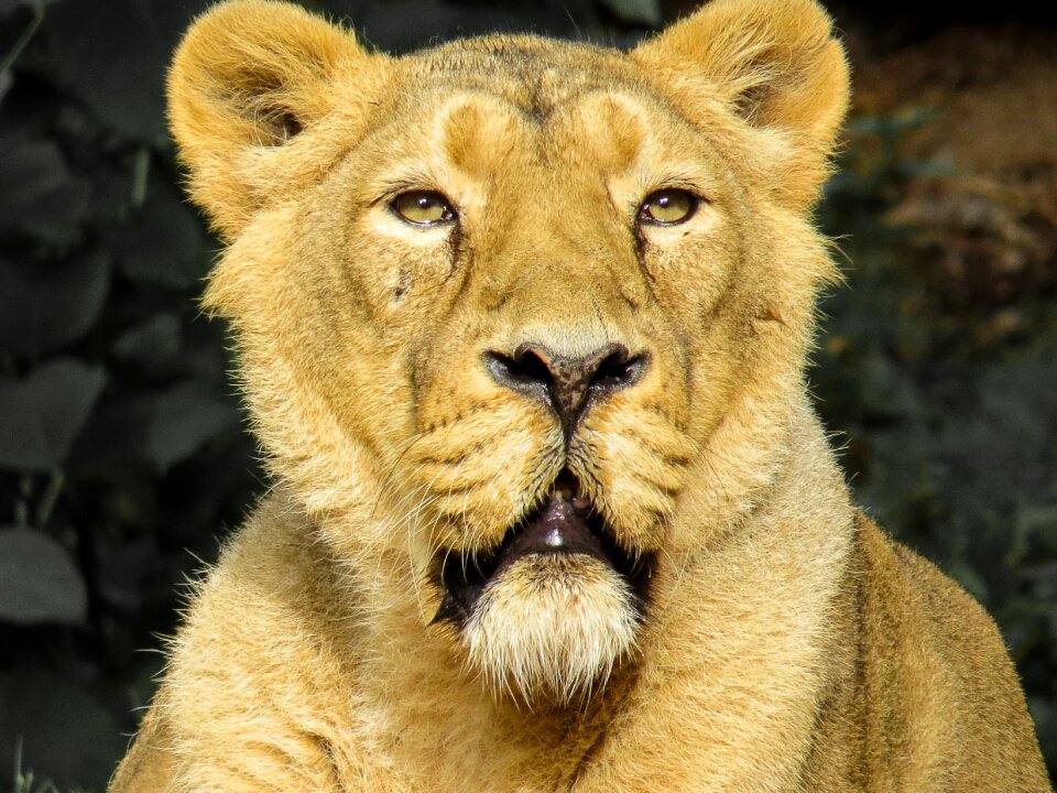 Zoo nuremberg lioness