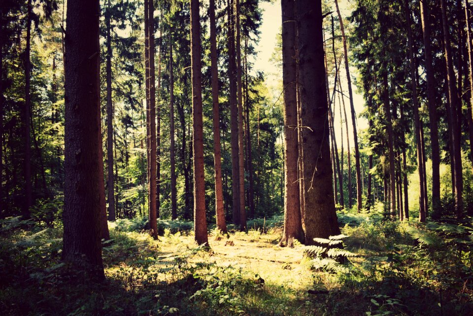 Nature landscape tribe