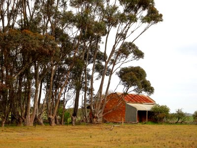 Caowie Belt near Jamestown. Rust and ruin. Old cottage and pollarded sugar gums. photo