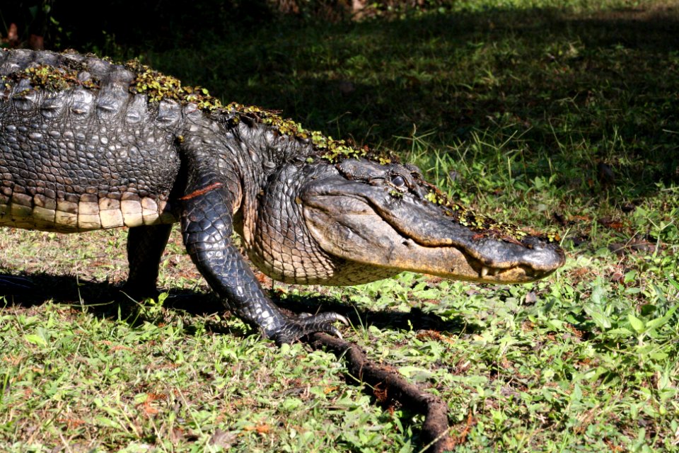 Alligator Walking
