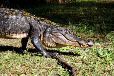 Alligator Walking photo