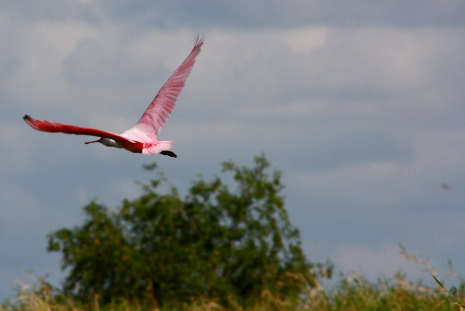 Roseatte Spoonbill