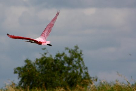 Roseatte Spoonbill
