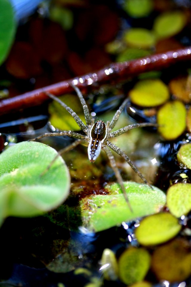 Fish-eating spider