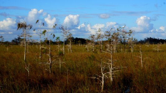 Dwarf Cypress in EVER