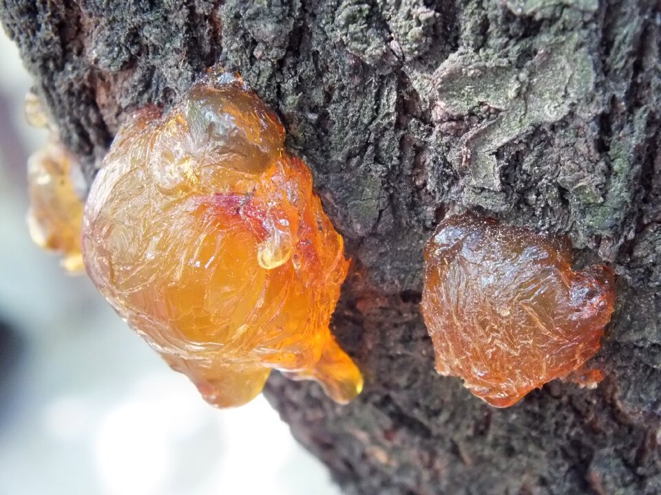 Tree outdoors amber