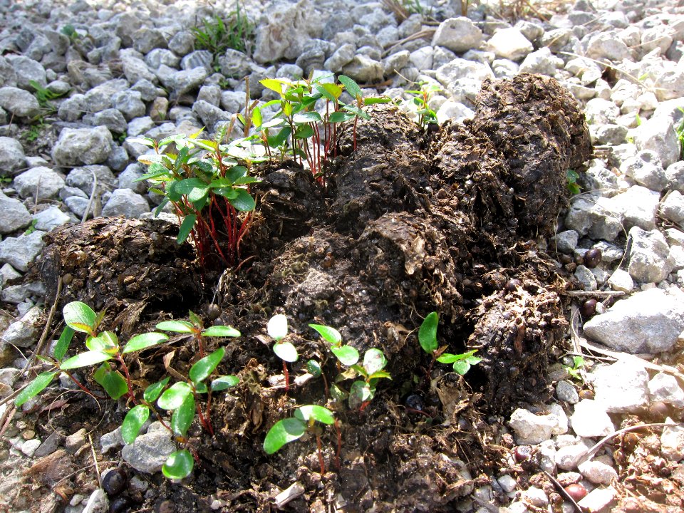 Bear Scat with Brazilian Pepper growing from it