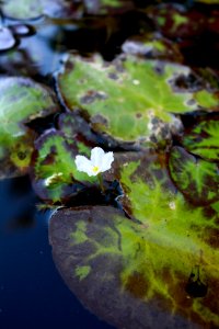 Floating Hearts