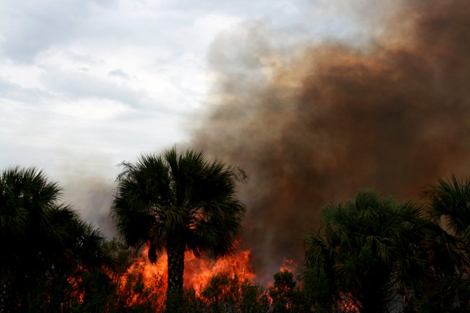 Prescribed Burn behind BICY HQ