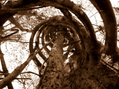 strangler fig
