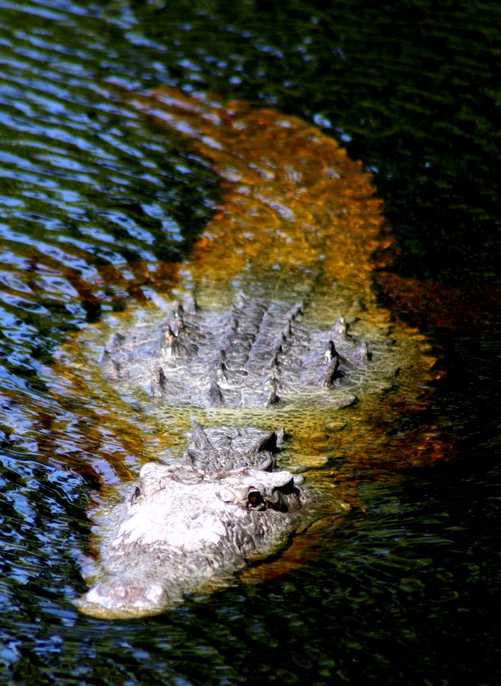 American Crocodile
