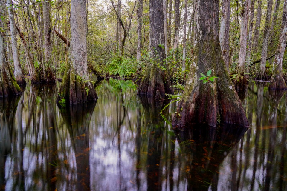 Sweetwater Slough