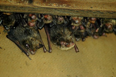 LittleBrownBatInBatBox