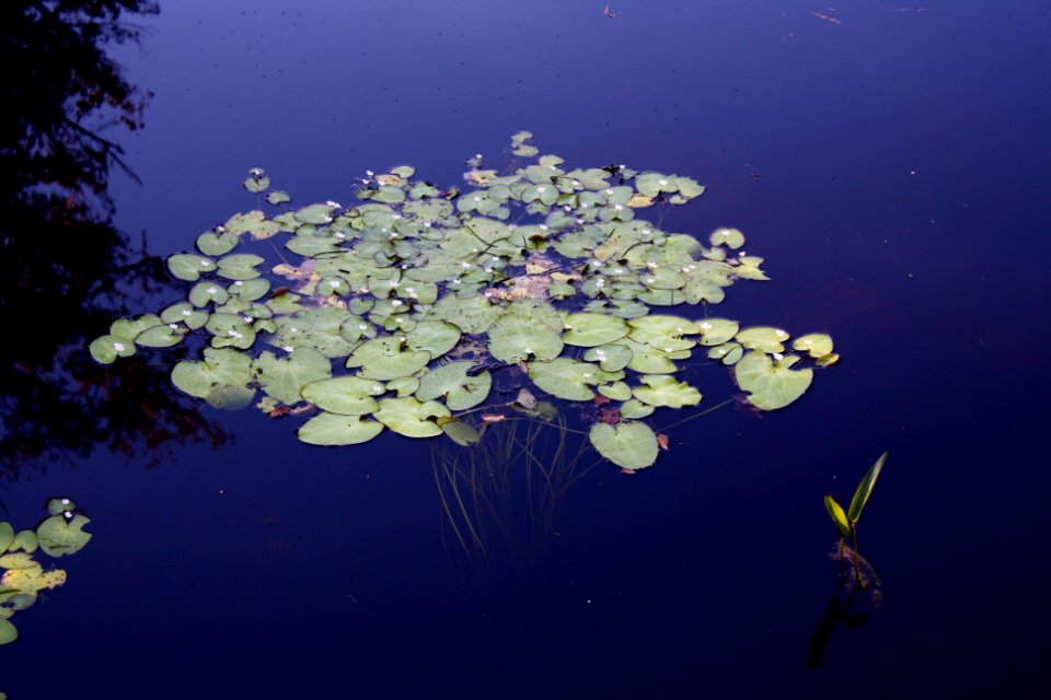 Floating Hearts