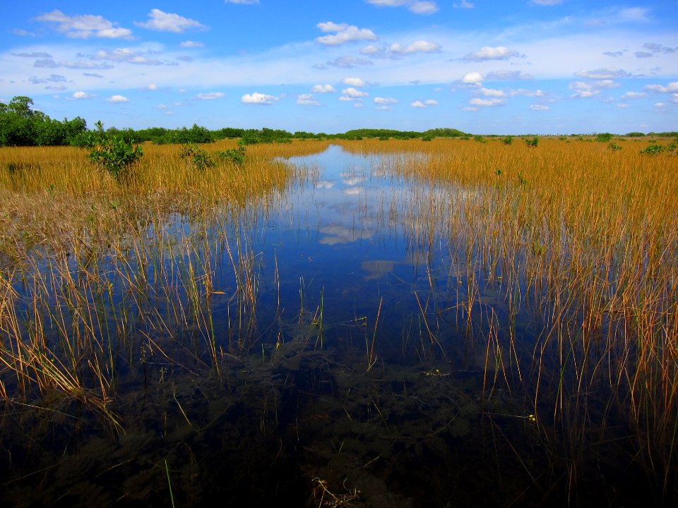 Marsh off Halfway Creek
