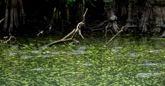 Alligators at Sweetwater Lake