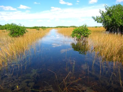 Marsh off Halfway Creek