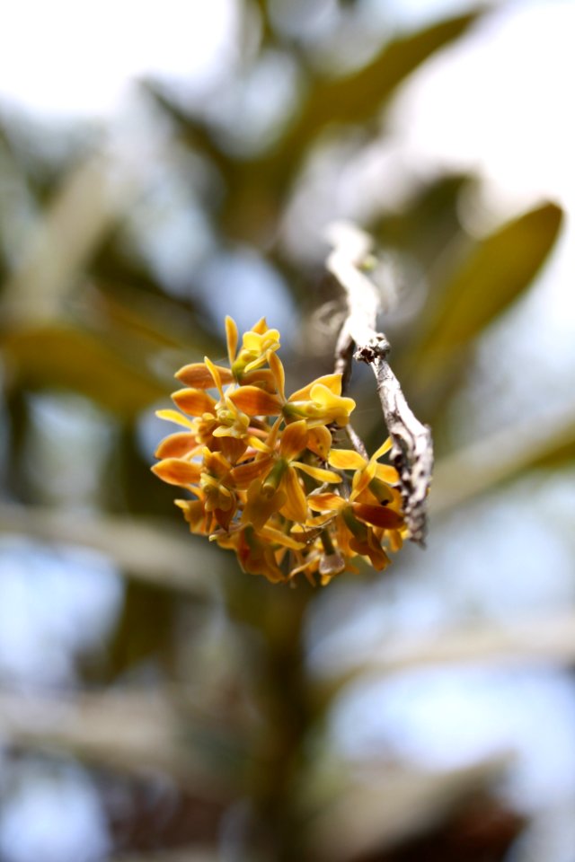 Dingy Star Orchid