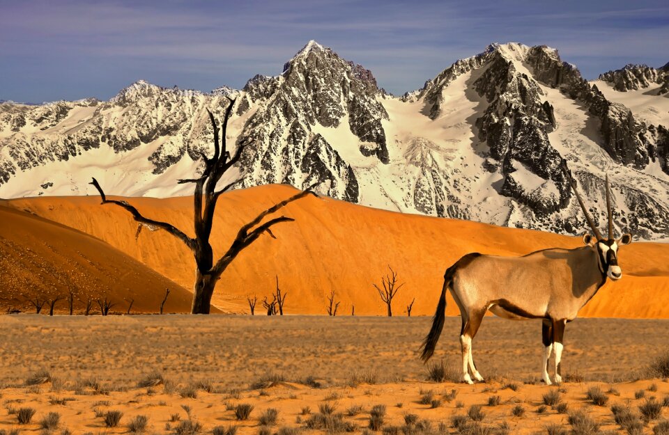 Gazelle tree animal