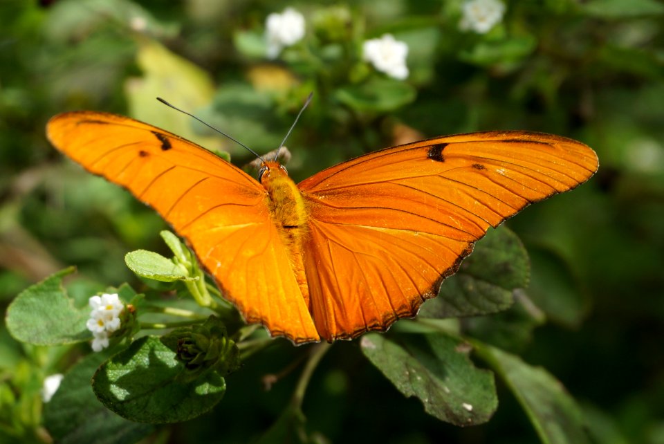 Julia Butterfly