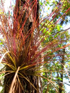 Wild Pine Bromeliad