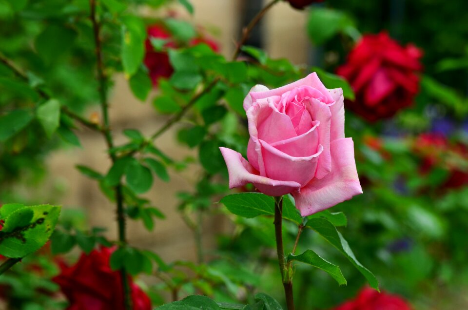 Tender rose garden pink rose
