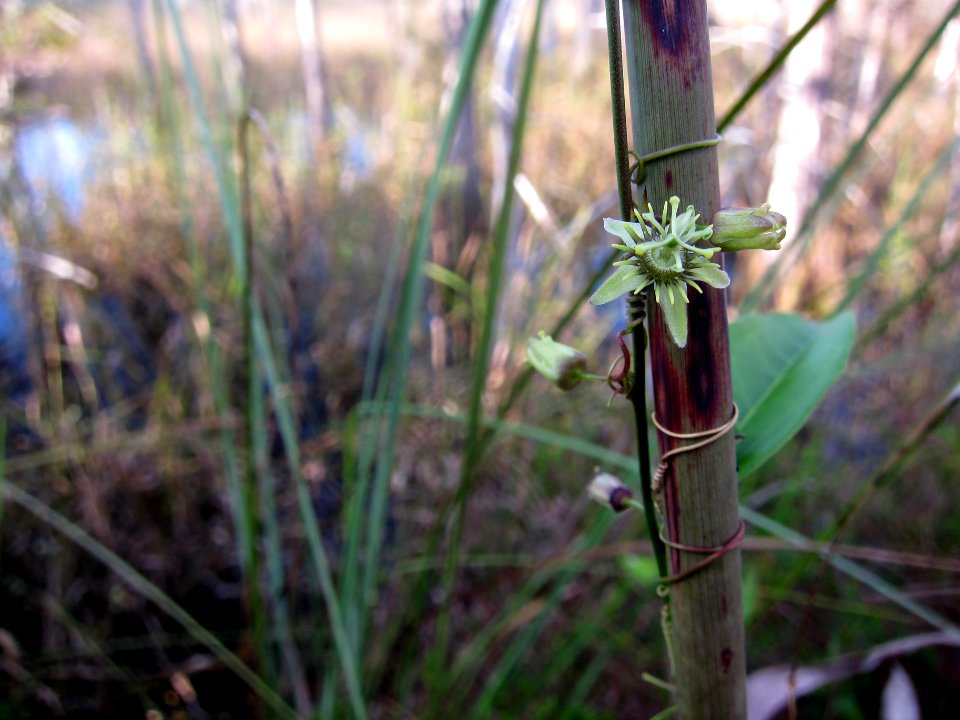 passion vine
