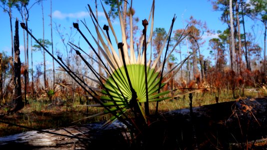 Saw Palmetto After Fire