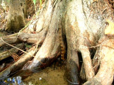 Cypress buttress Brown Water Snake