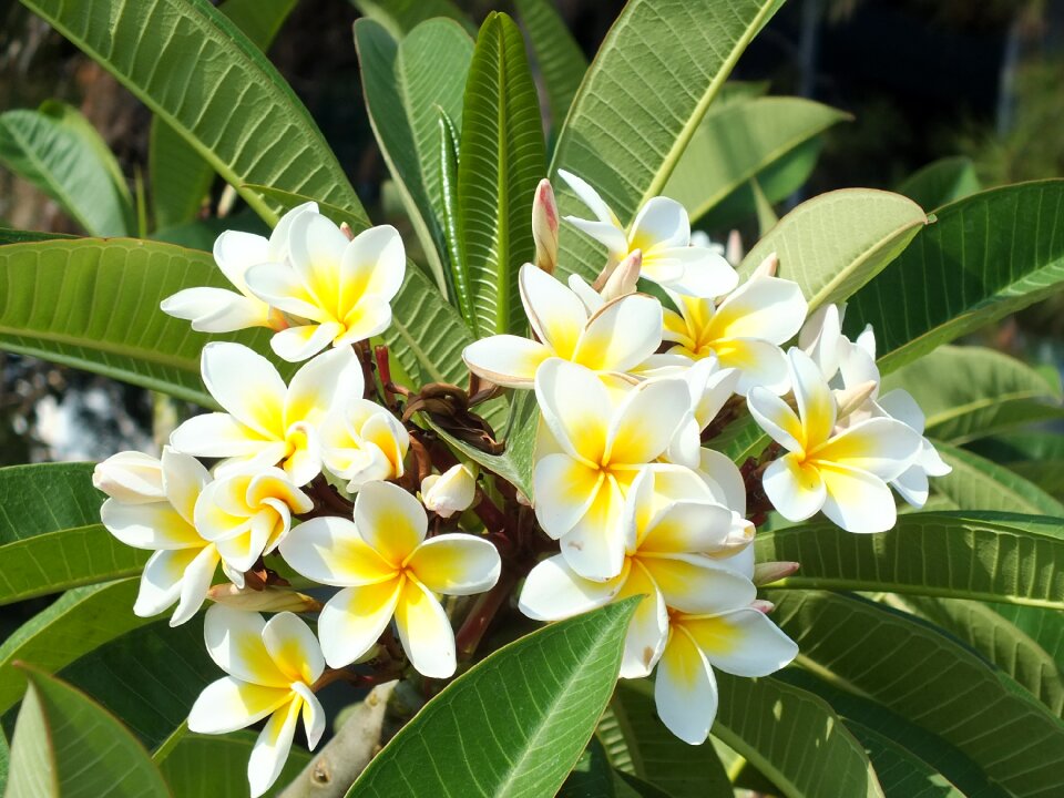 Tropical plant white yellow