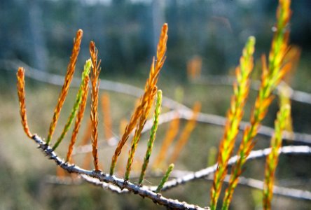 Taxodium Distichum