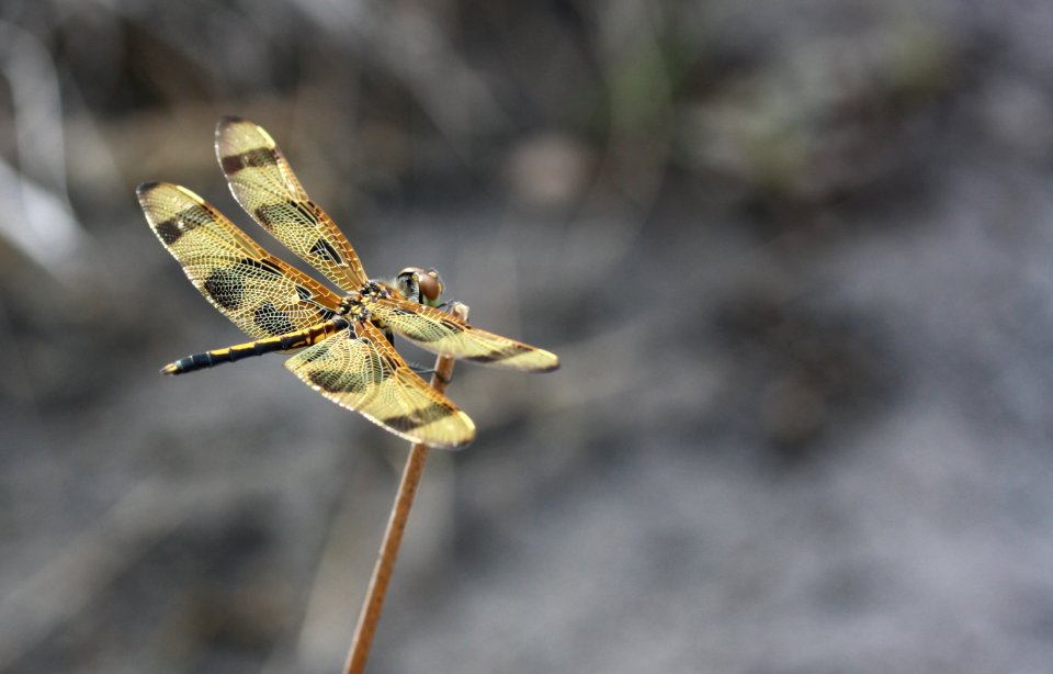 Halloween Pendant Dragonfly