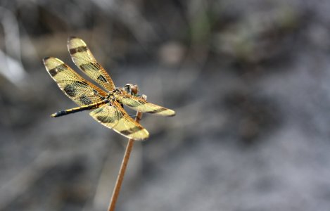 Halloween Pendant Dragonfly