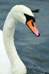Pen swans closeup photo