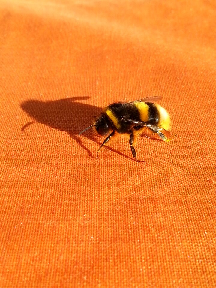 Orange insect finnish