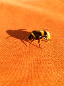 Orange insect finnish