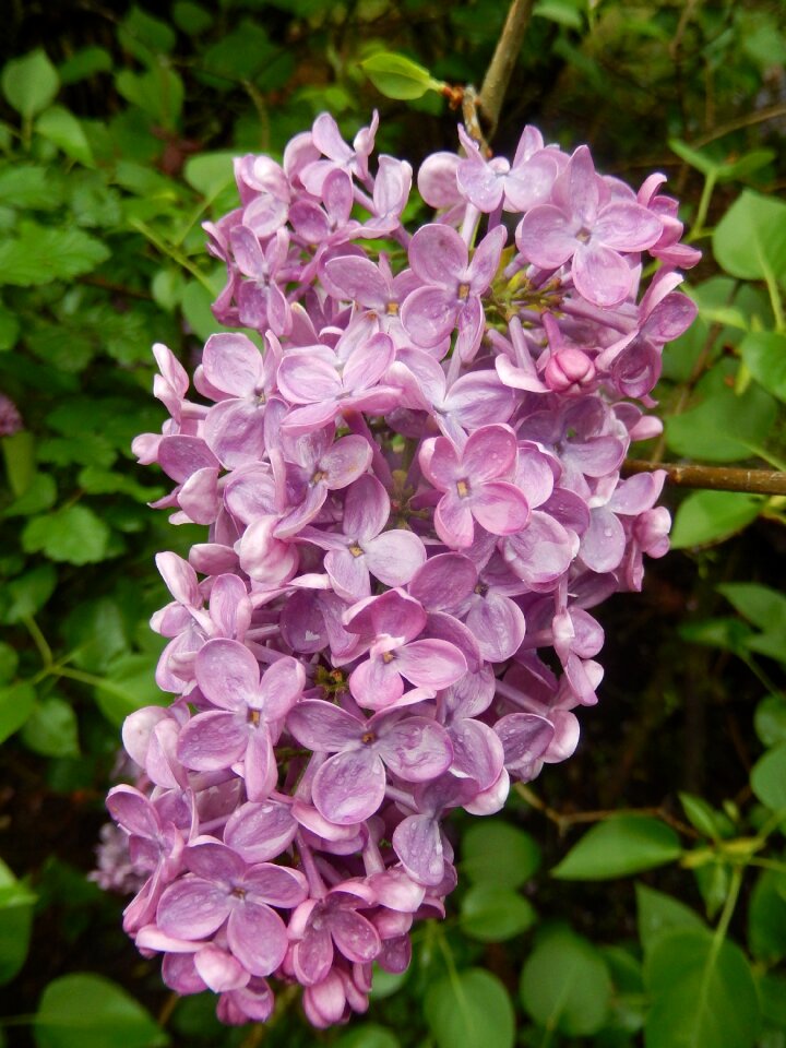 Lilac spring nature